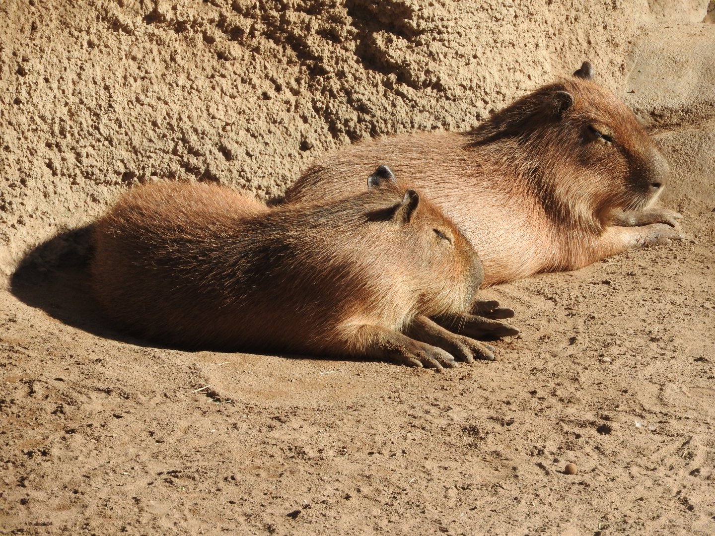 Capybaras