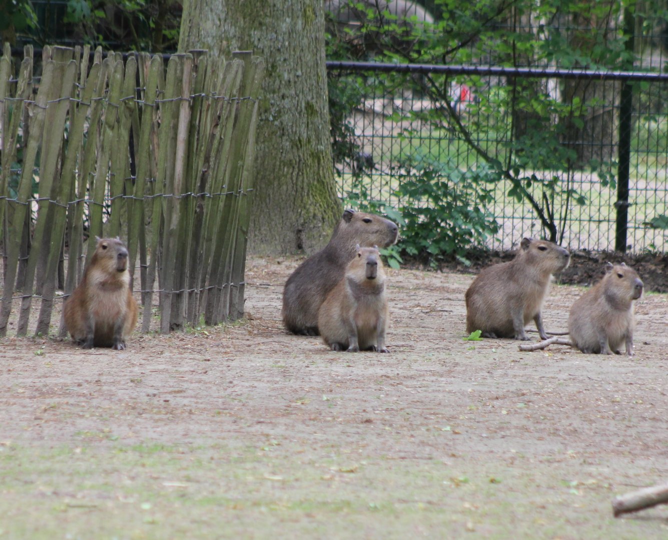 Capybaras