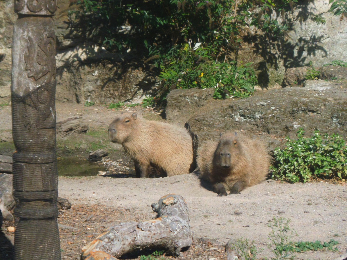 Capybaras