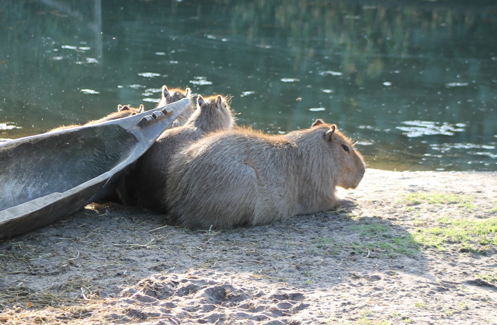 Capybara's