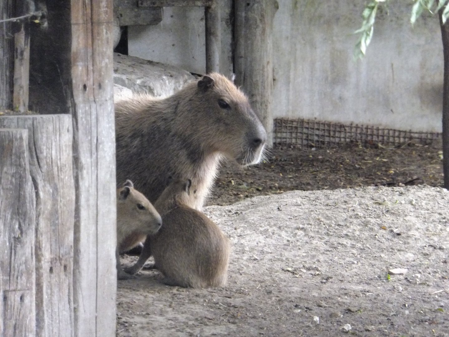 Capybaras