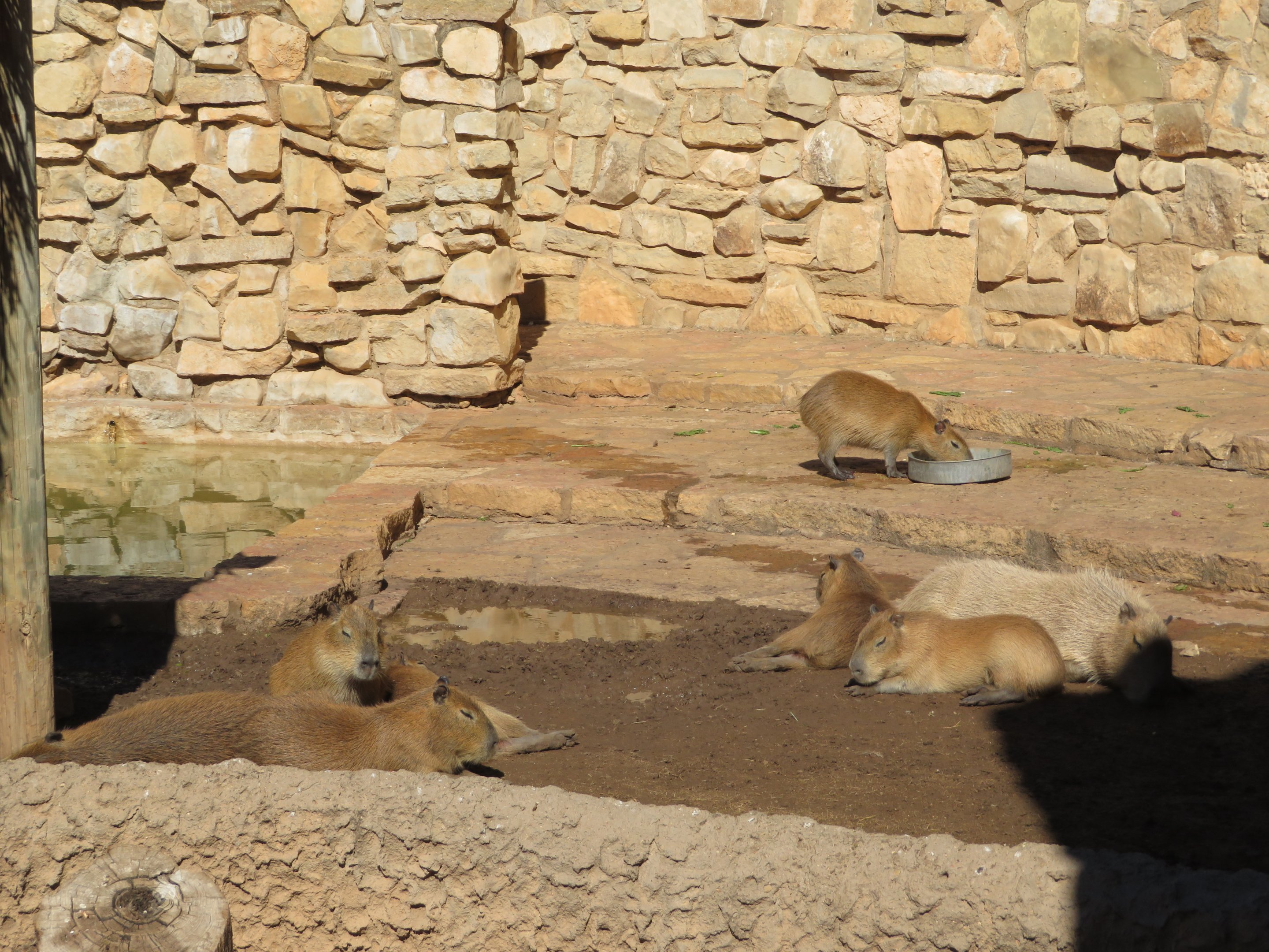 Capybaras