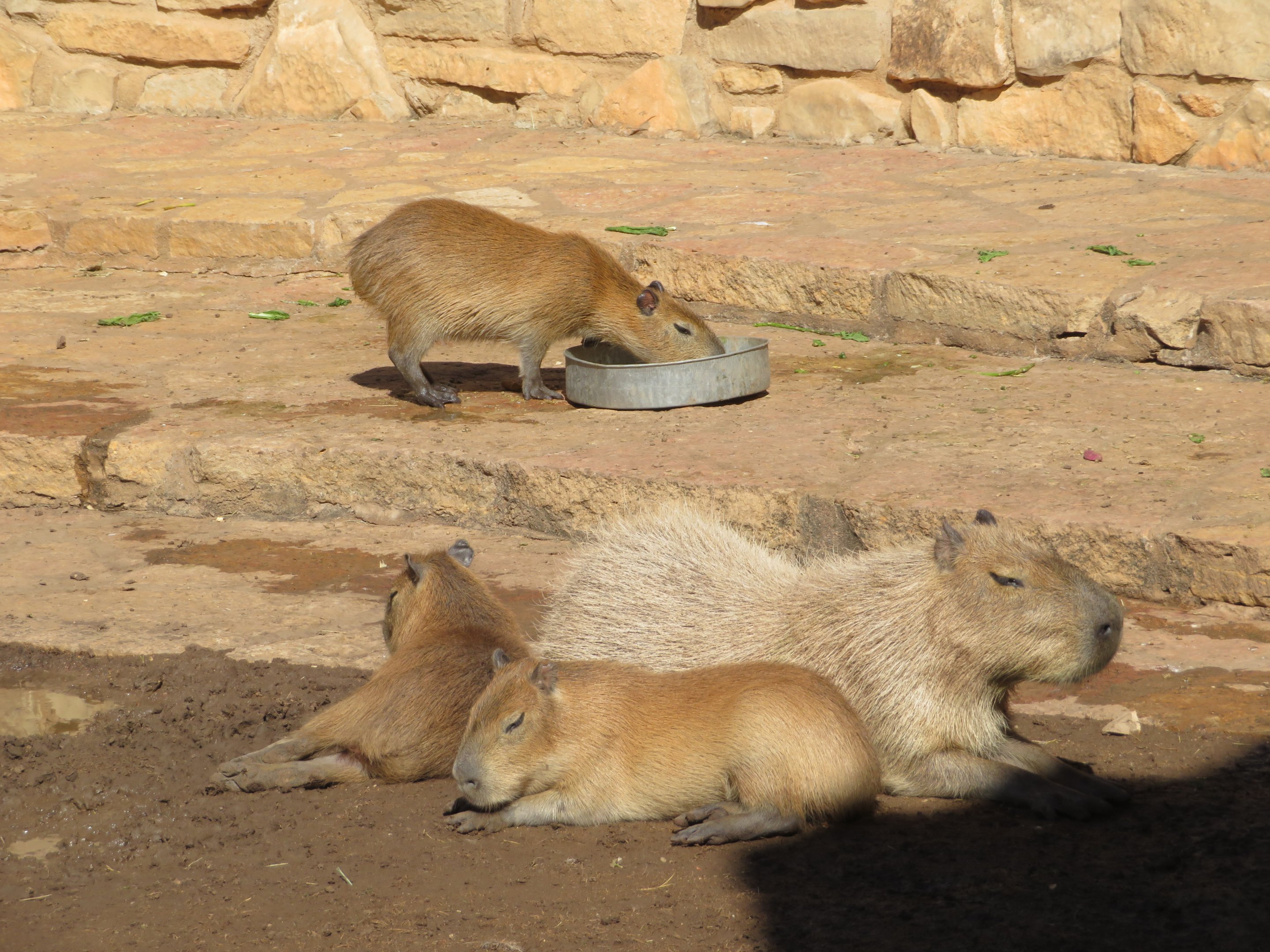 Capybaras