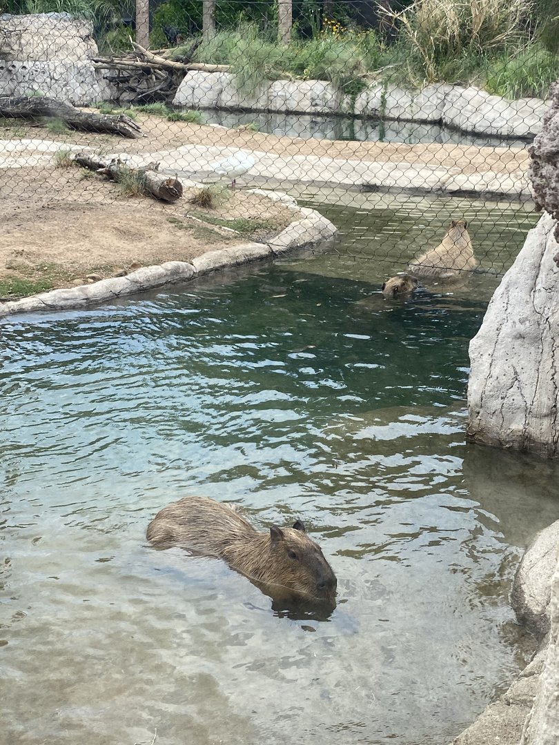 Capybaras
