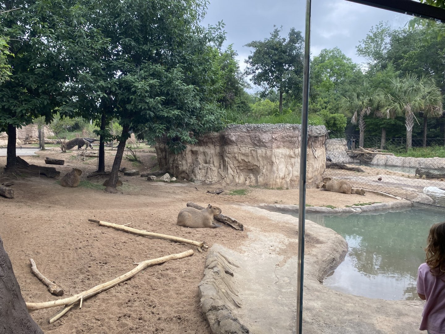 Capybaras