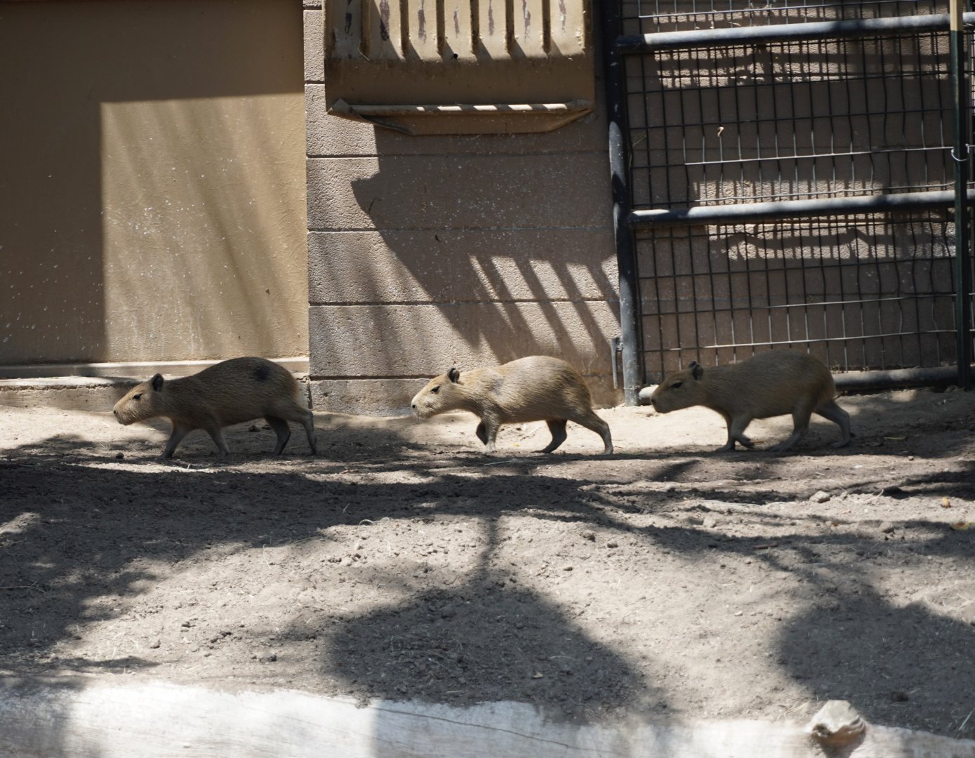 Capybaras