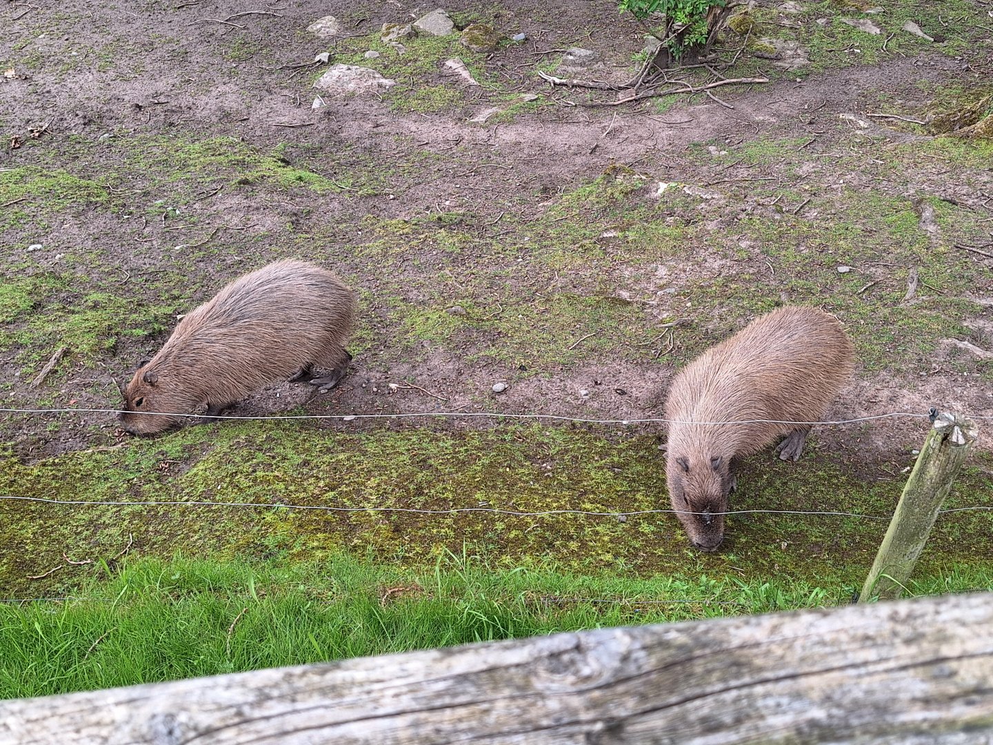 Capybaras