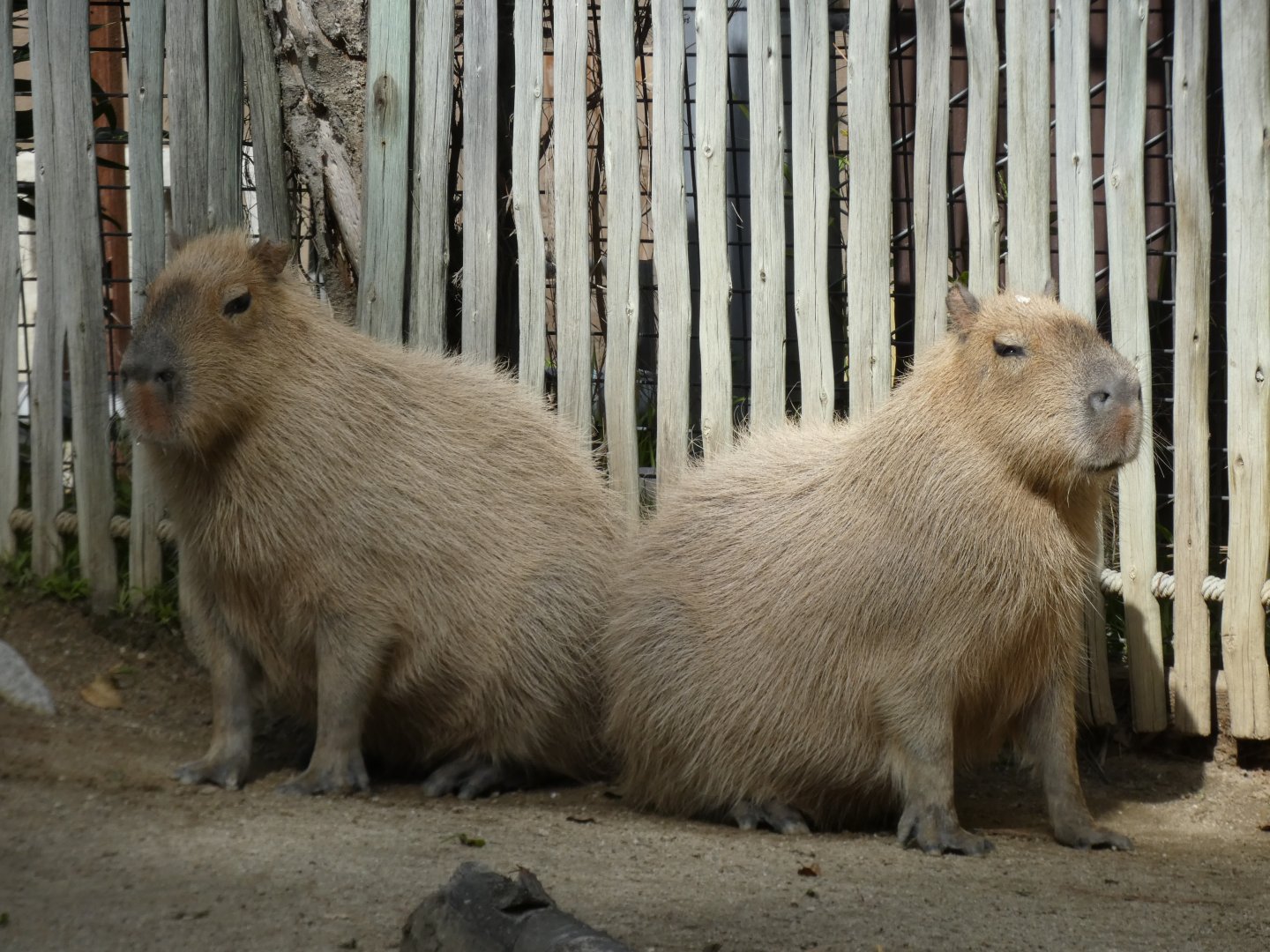 Capybaras