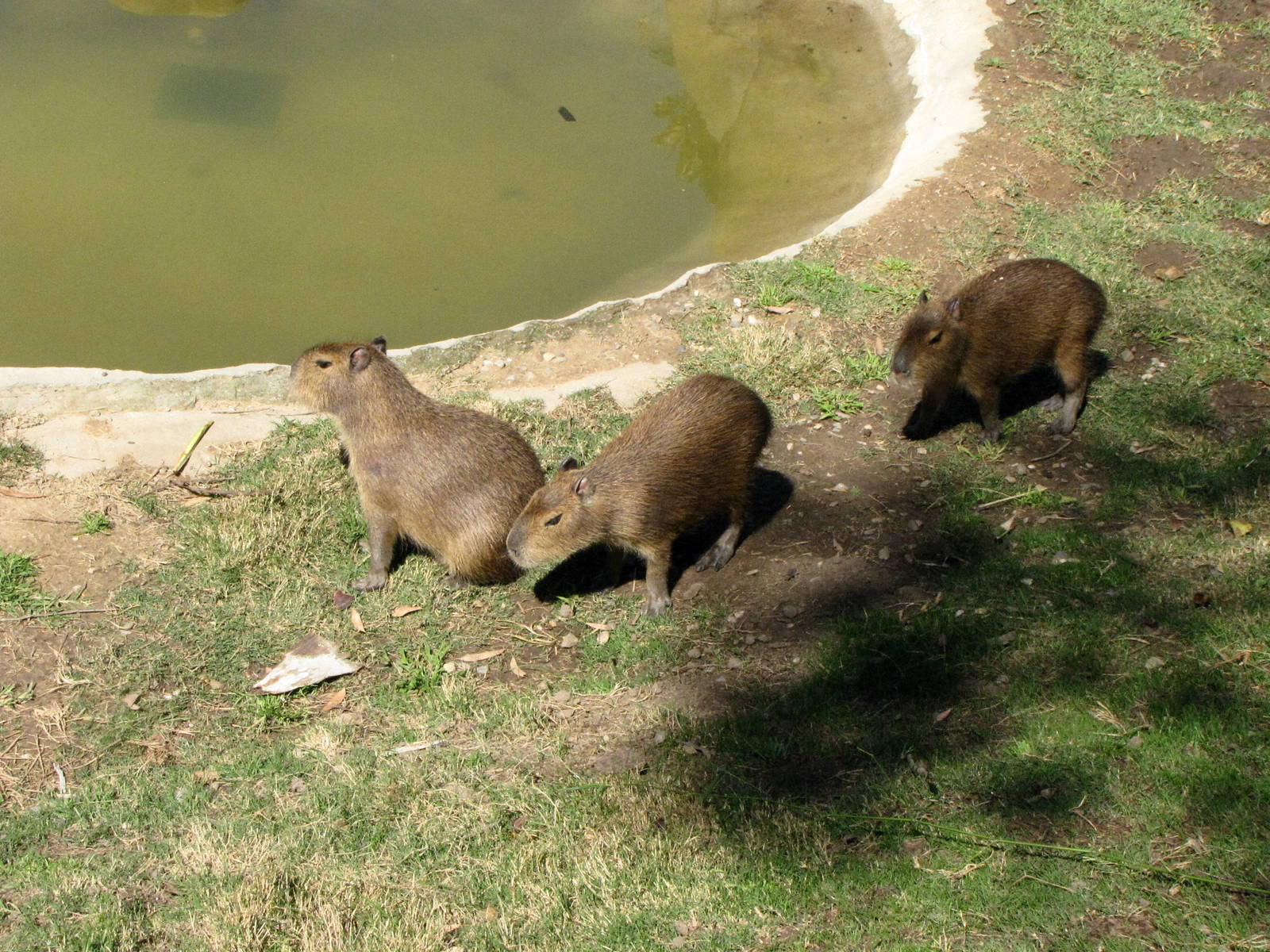 Capybaras