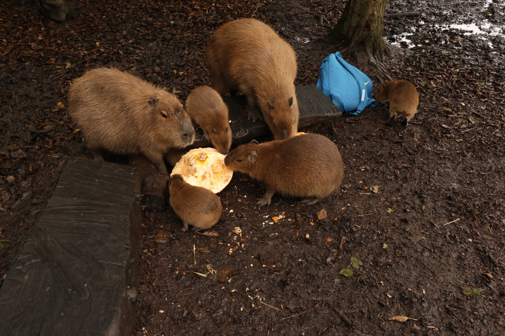 Capys eating Pumpkin