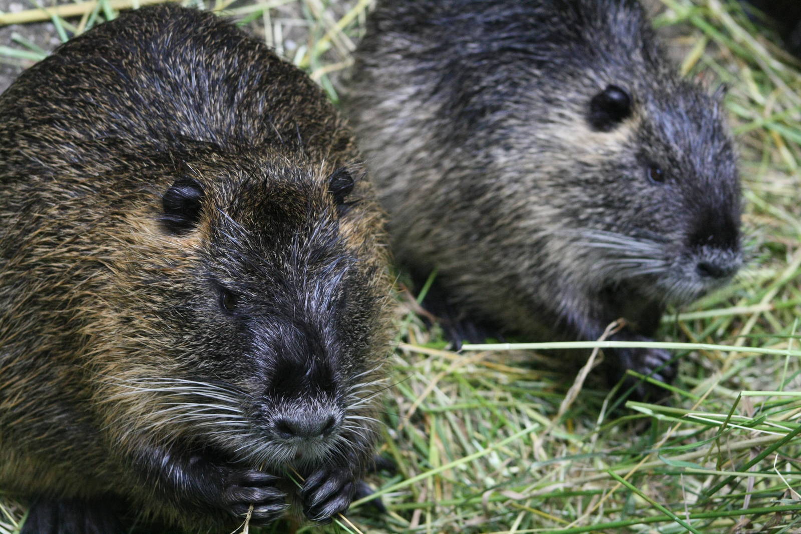 Capyus (Beverratten)