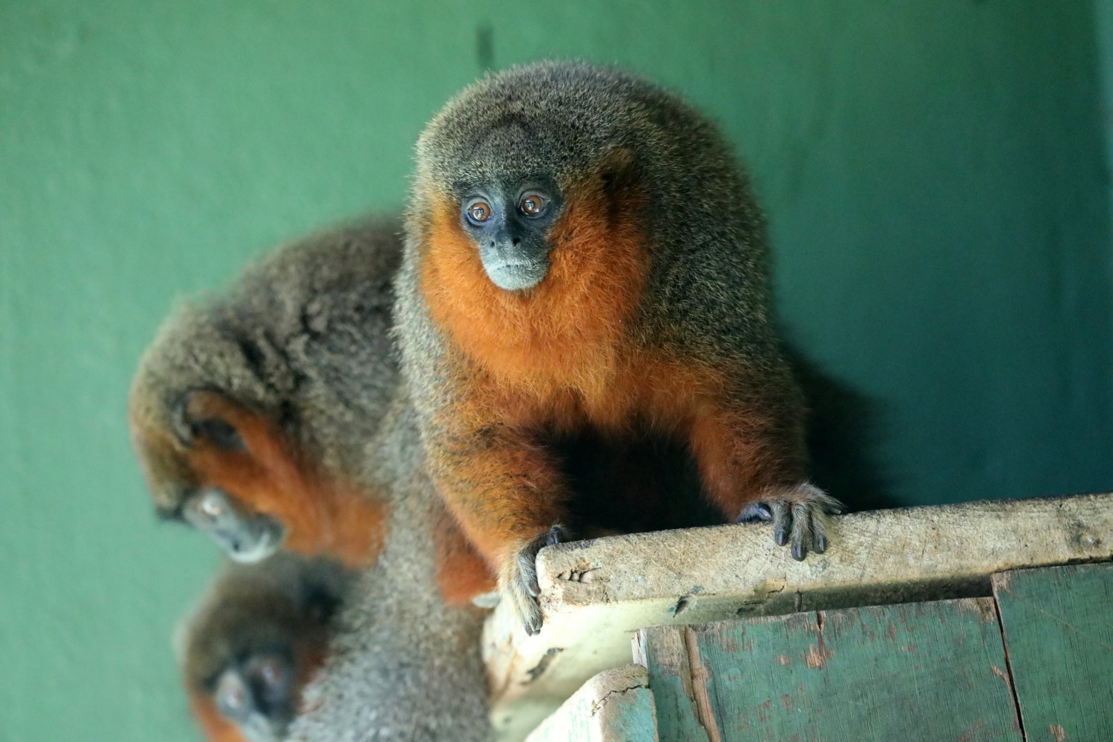 Caquetá titi monkey (Plecturocebus caquetensis)