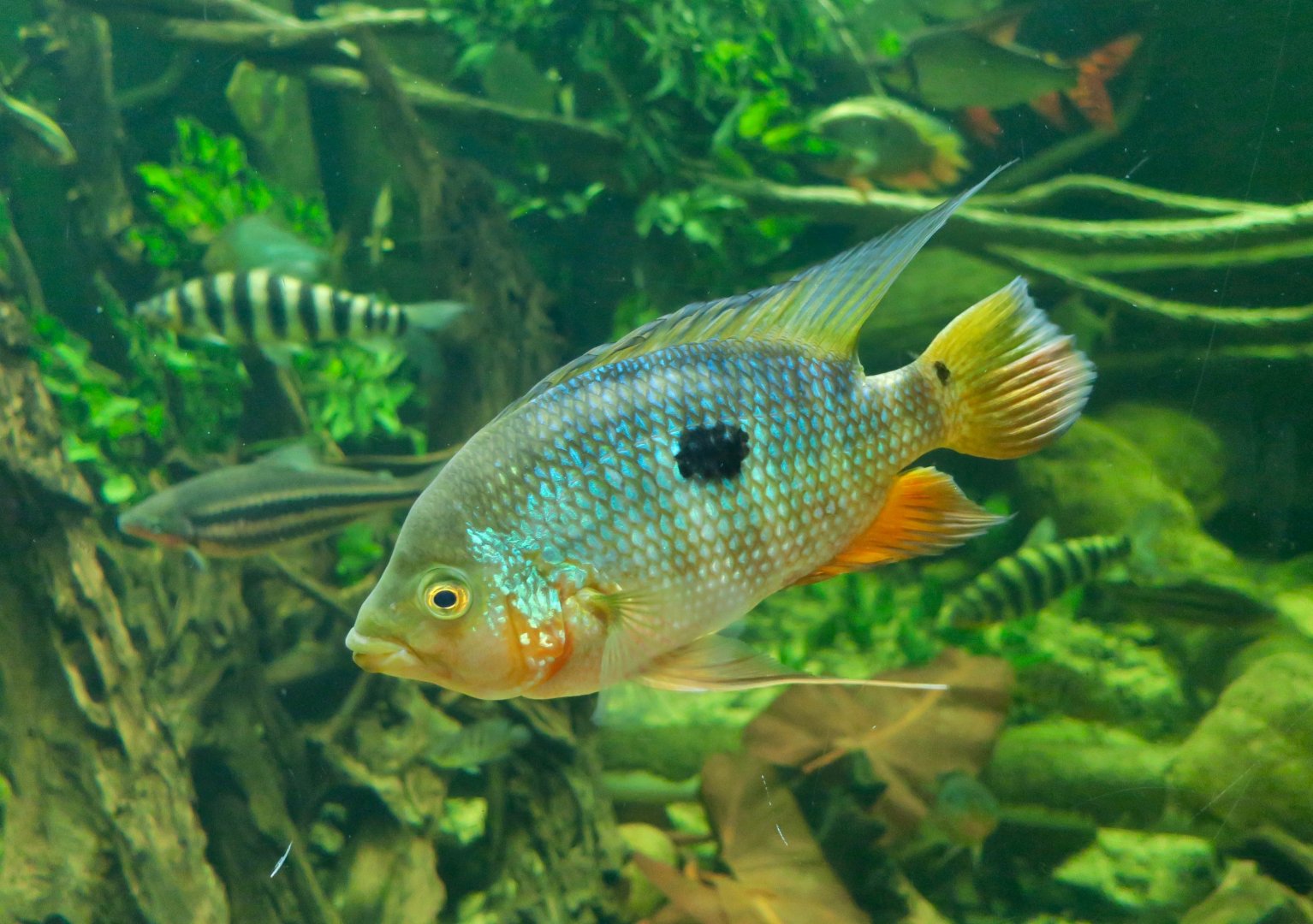 Caquetaia spectabilis