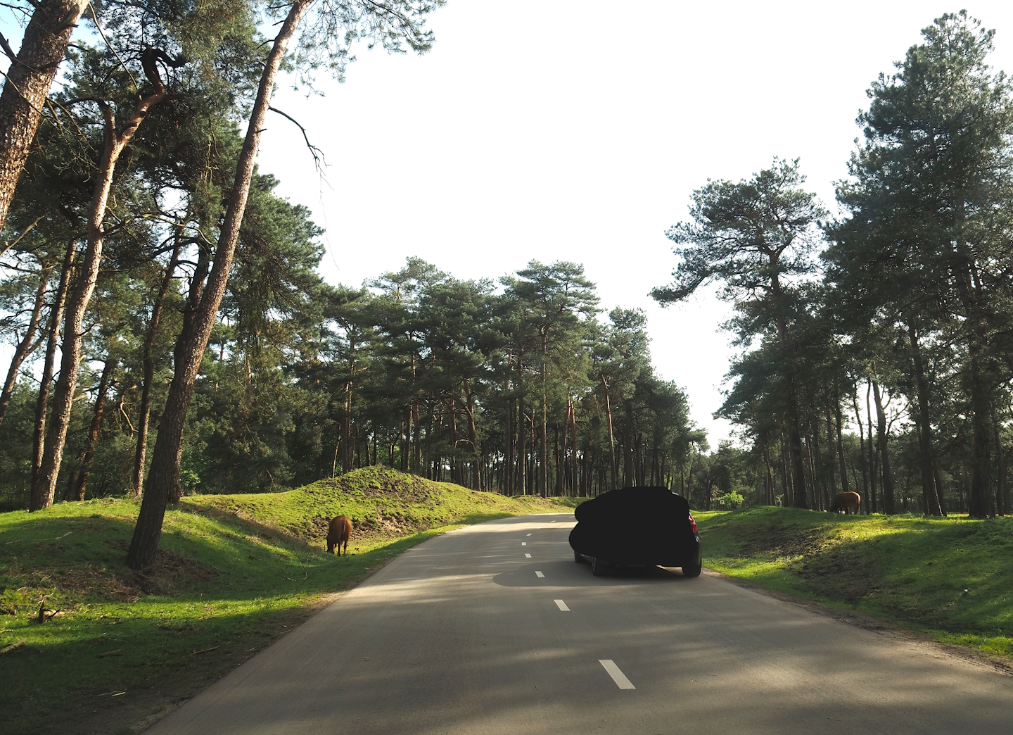 Car safari - African forest section with sitatungas and red forest buffaloes, 2024-04-06