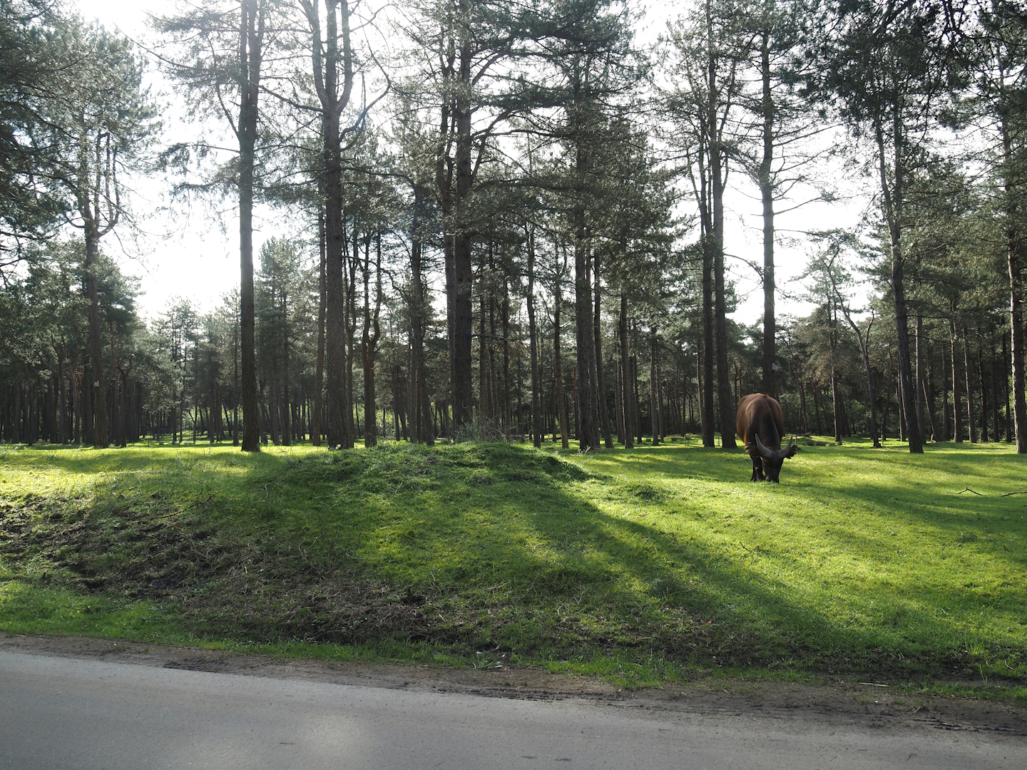 Car safari - African forest section with sitatungas and red forest buffaloes, 2024-04-06