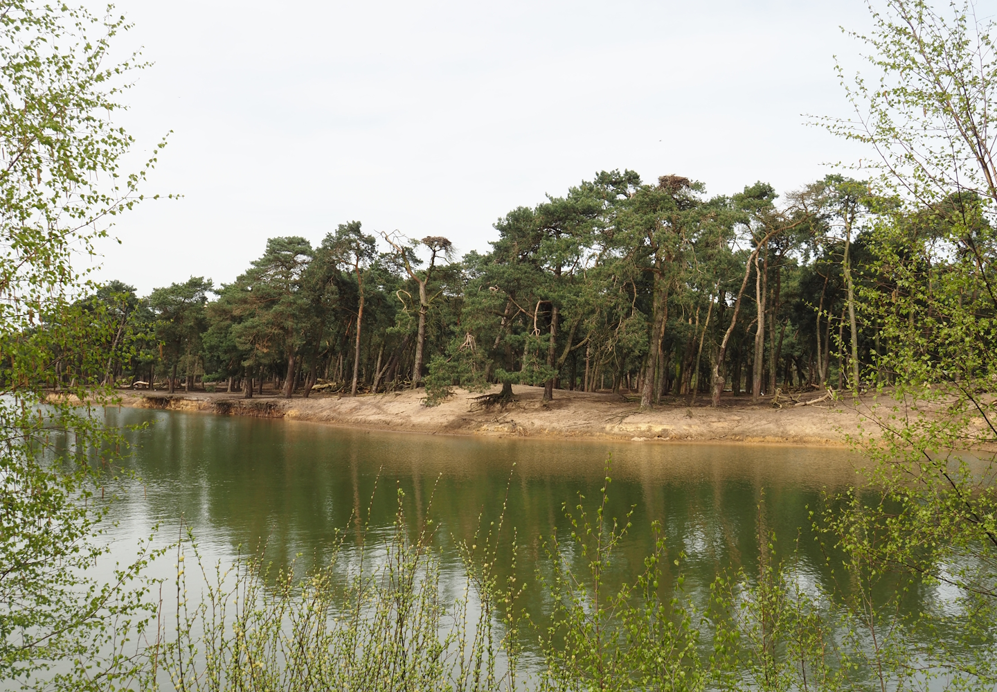 Car safari Asian forest exhibit, seen from walking safari across safari boat canal, 2024-04-06