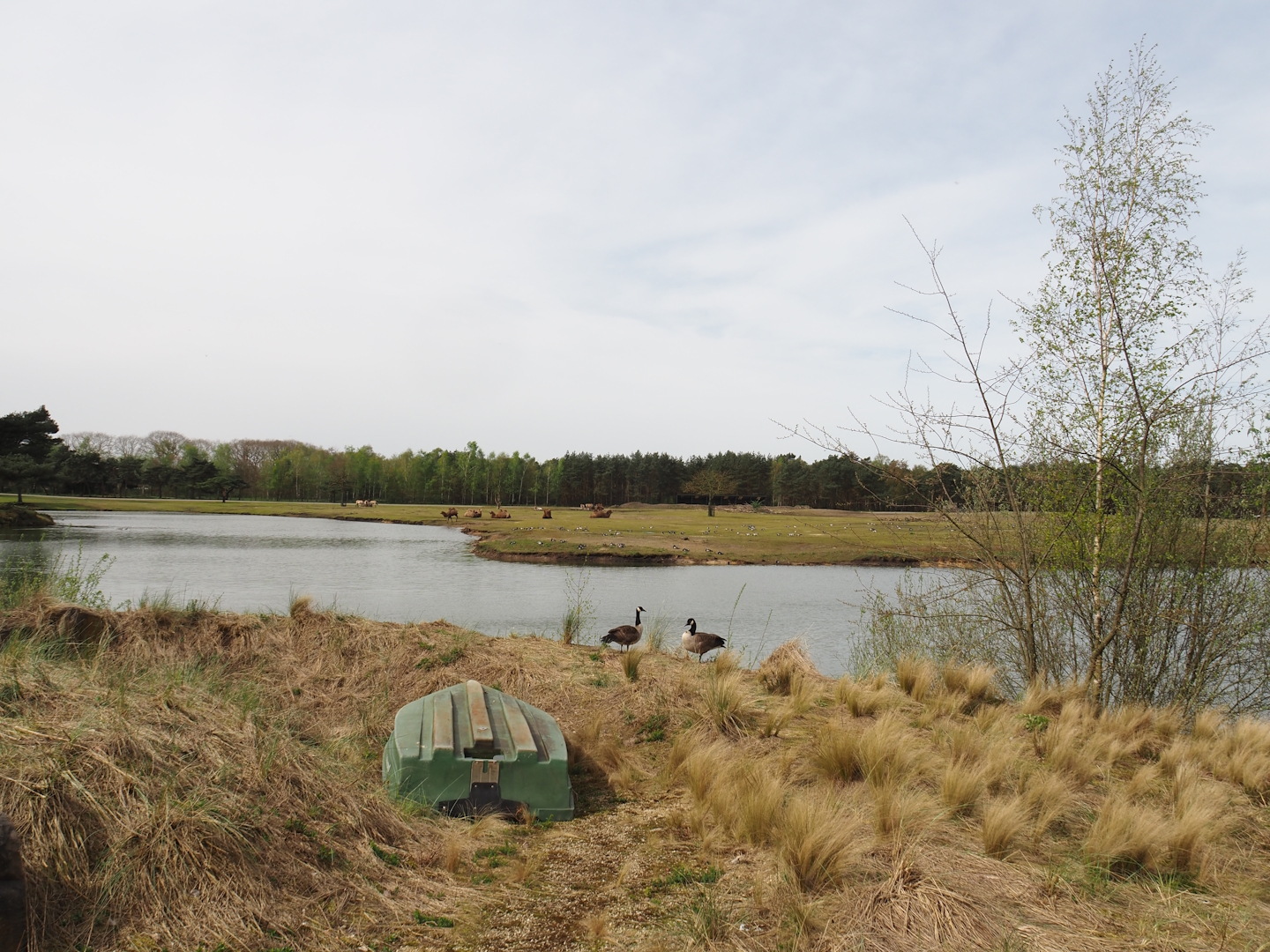 Car Safari Asian Plains exhibit, seen from walking safari across safari boat canal, 2024-04-06