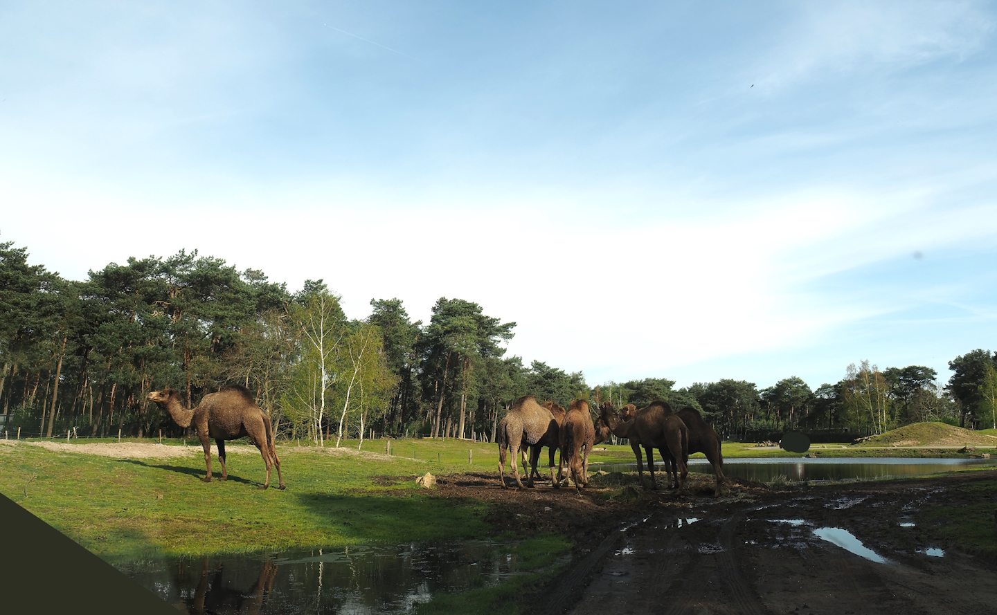 Car safari - Desert section with Dromedary camel, Addax and Ostrich, 2024-04-06