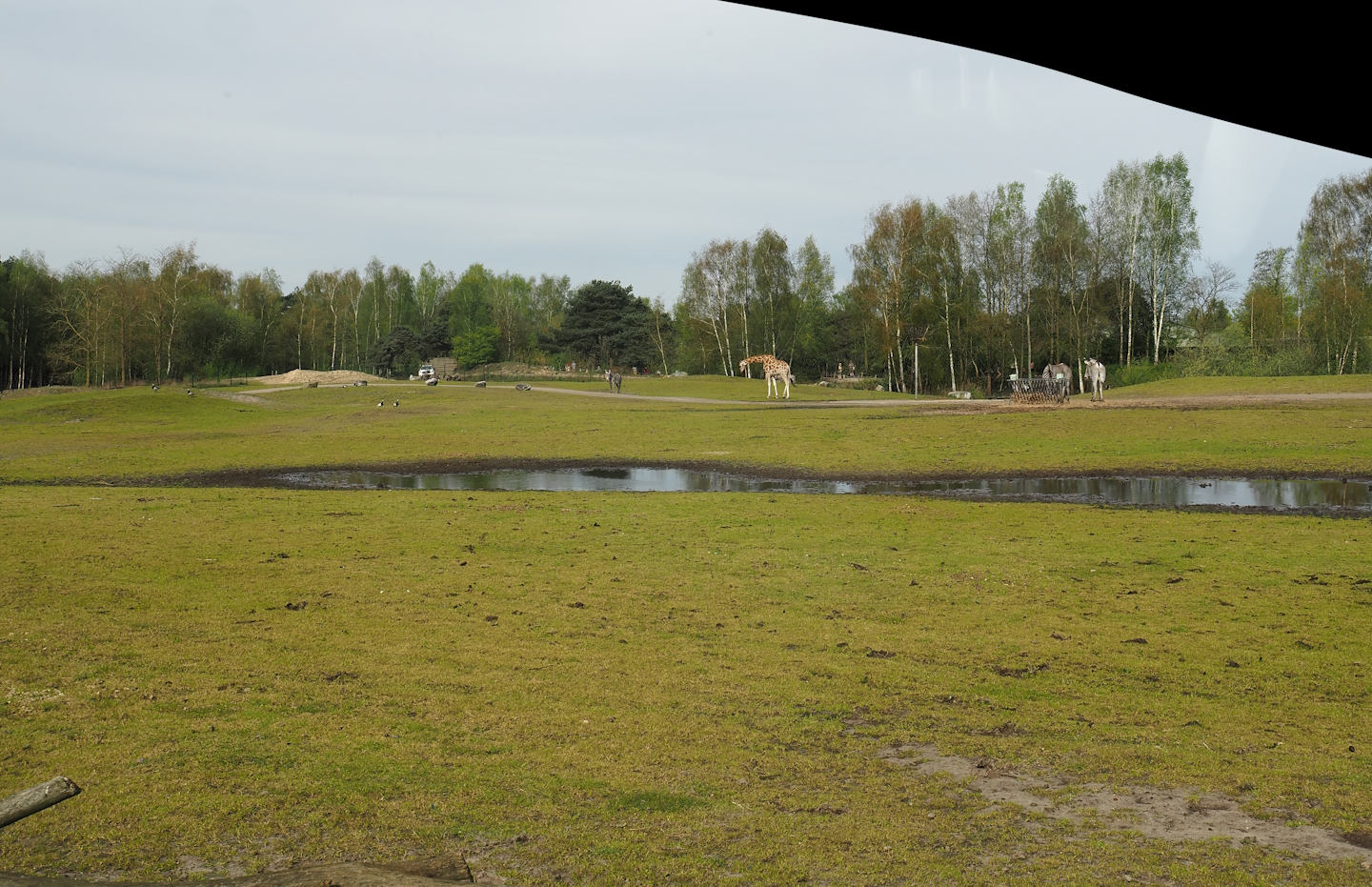 Car safari - Giraffe plains, 2024-04-06