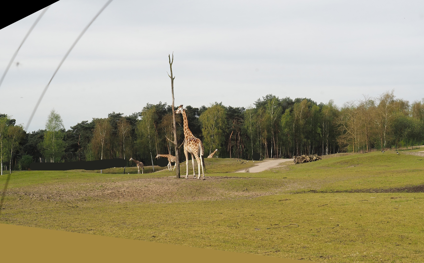 Car safari - Giraffe plains, 2024-04-06