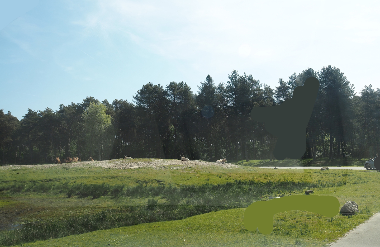 Car safari - Oasis in desert exhibit, 2025-04-30