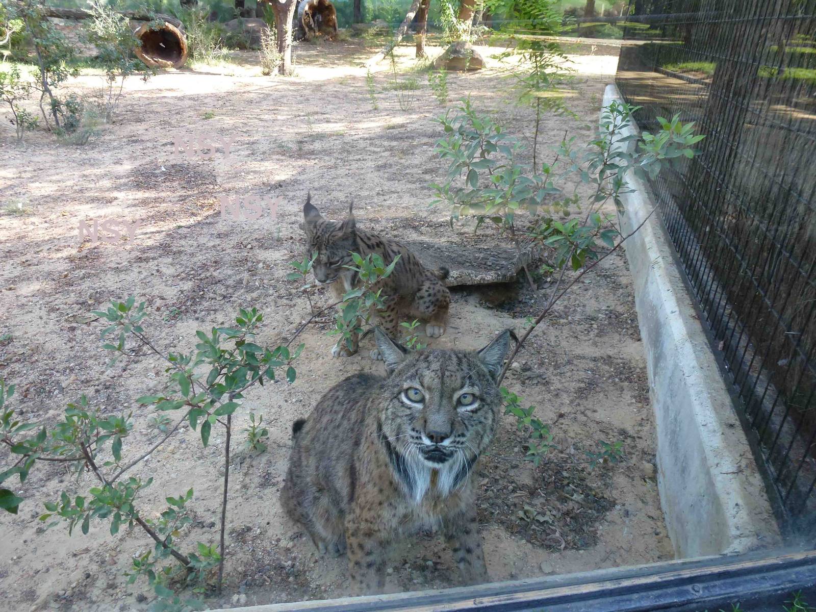 Cara a cara con el lince Iberico, July 2013