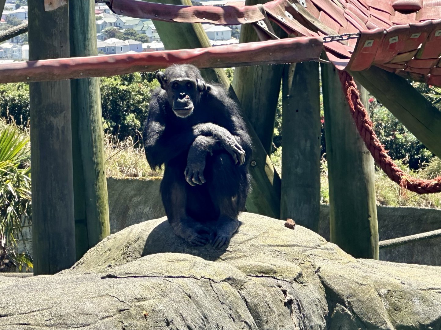 Cara (Common Chimpanzee)