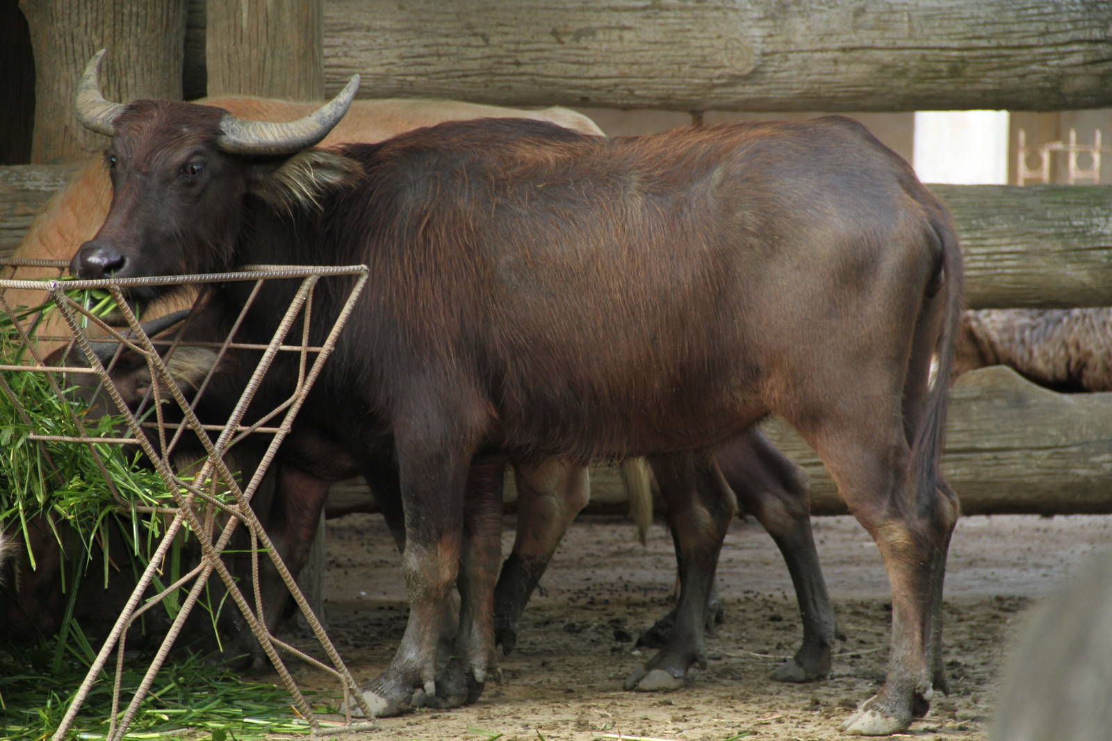 Carabao or Philippine Water Buffalo (Bubalus bubalis carabanesis)