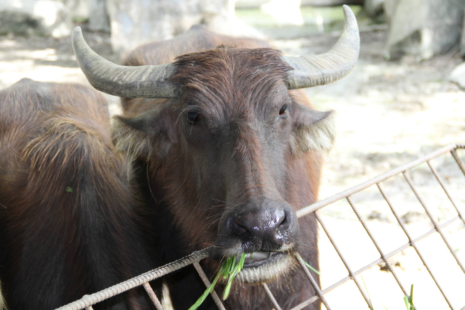 Carabao or Philippine Water Buffalo (Bubalus bubalis carabanesis)