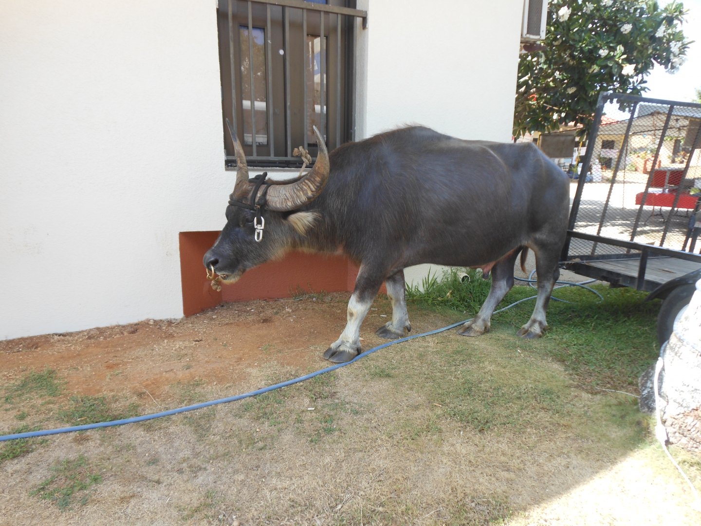 Carabao
