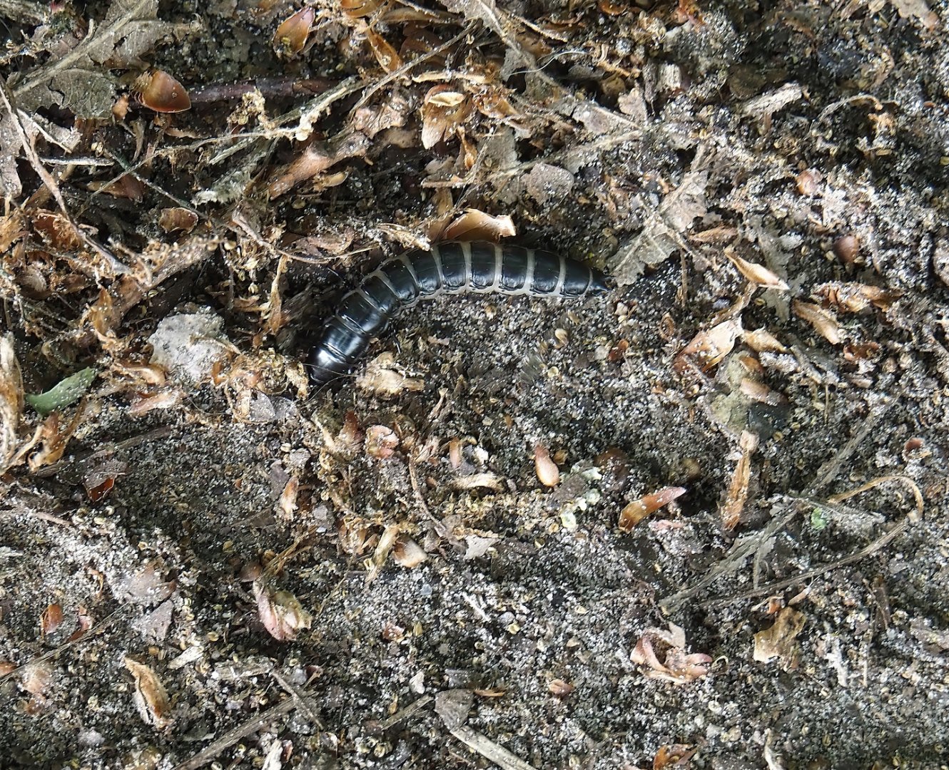 Carabidae beetle larvae, Zwillbrocker Venn, 2025-05-26