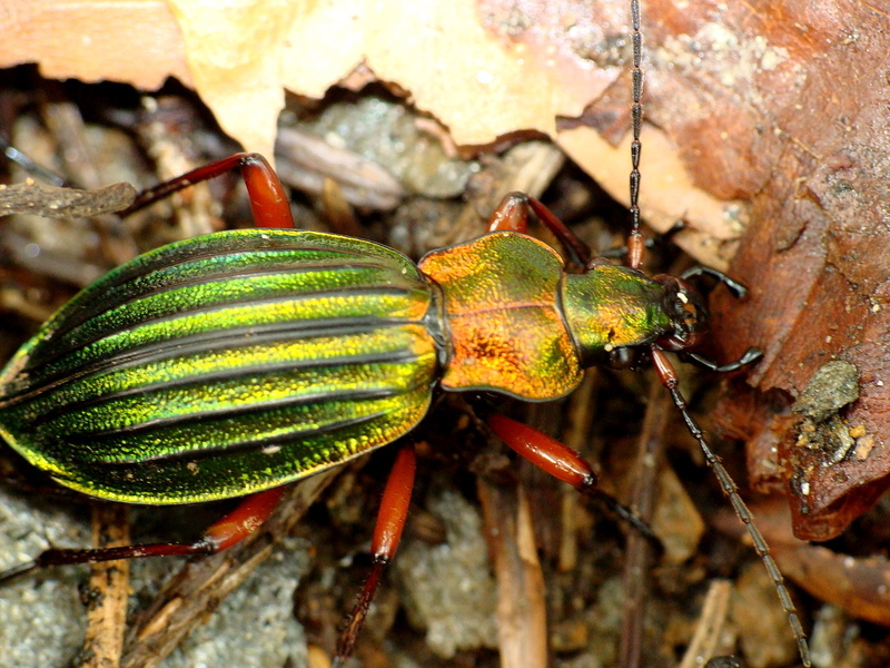 Carabus auronitens