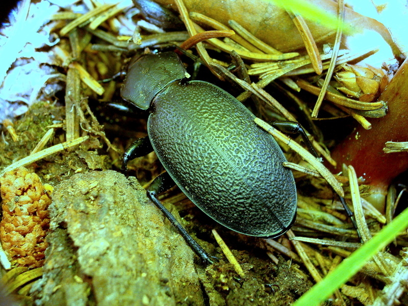 Carabus coriaceus