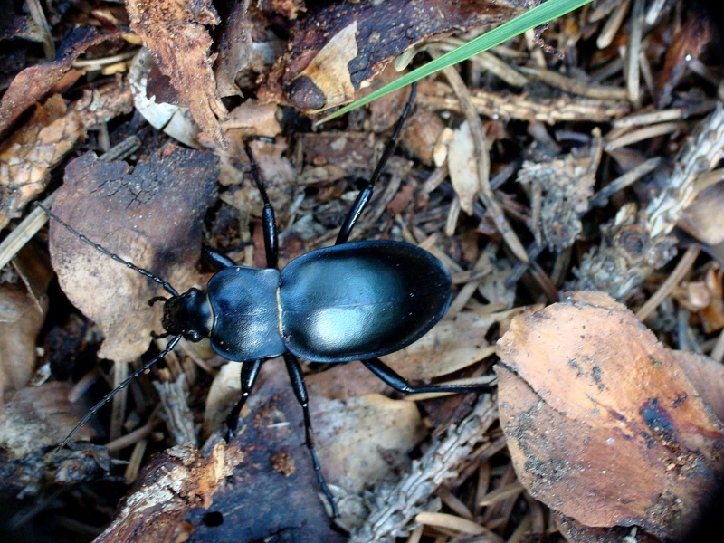 Carabus glabratus