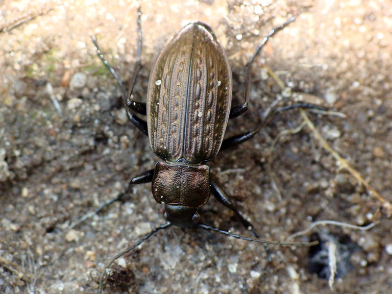 Carabus granulatus