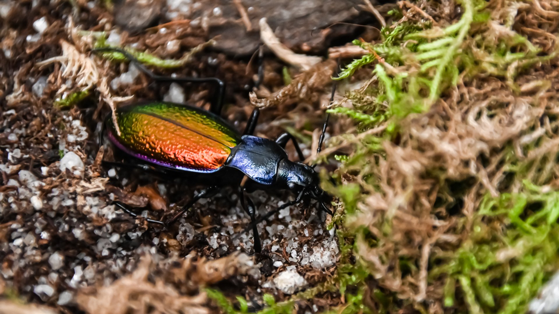 Carabus hispanus