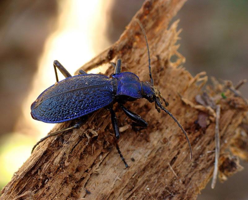 Carabus intricatus