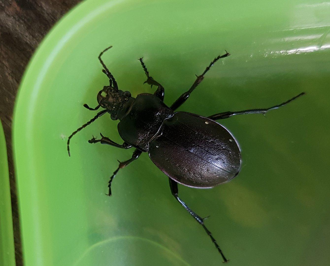 Carabus nemoralis  - Bronze carabib