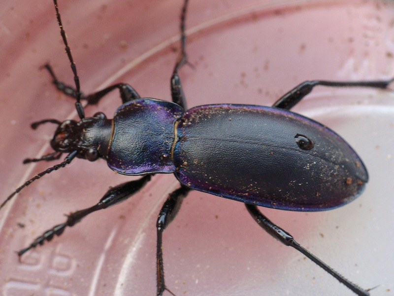 Carabus violaceus