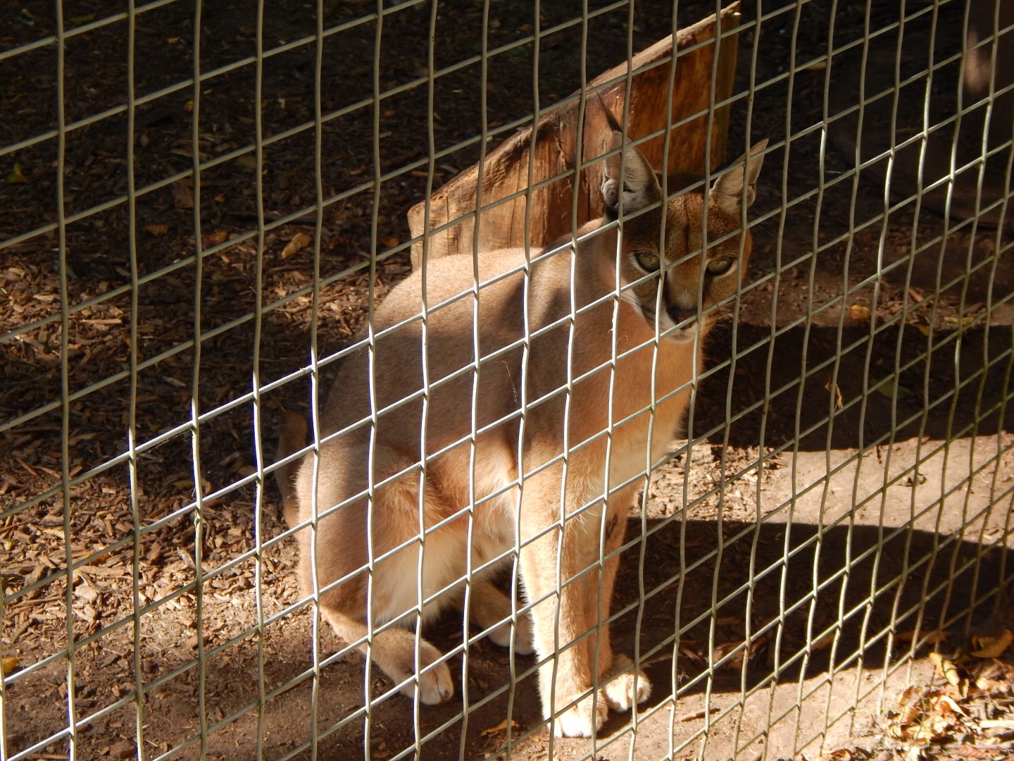 Caracal 030924