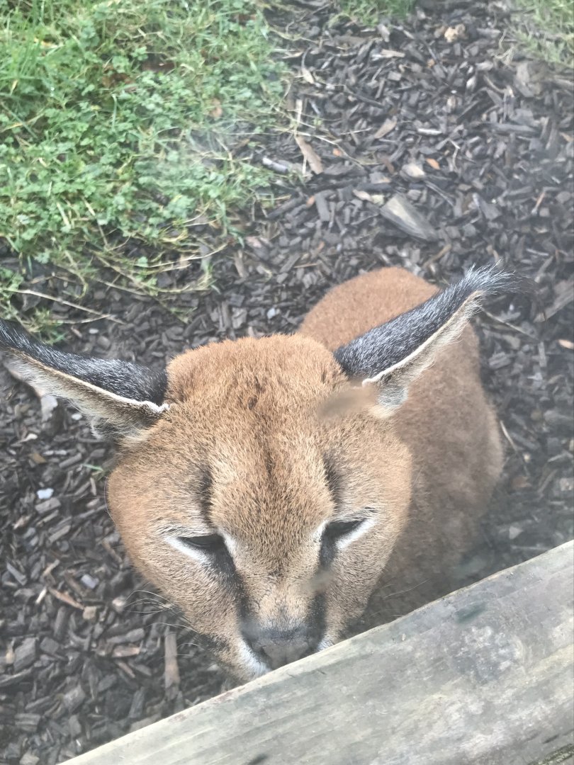 Caracal 040319