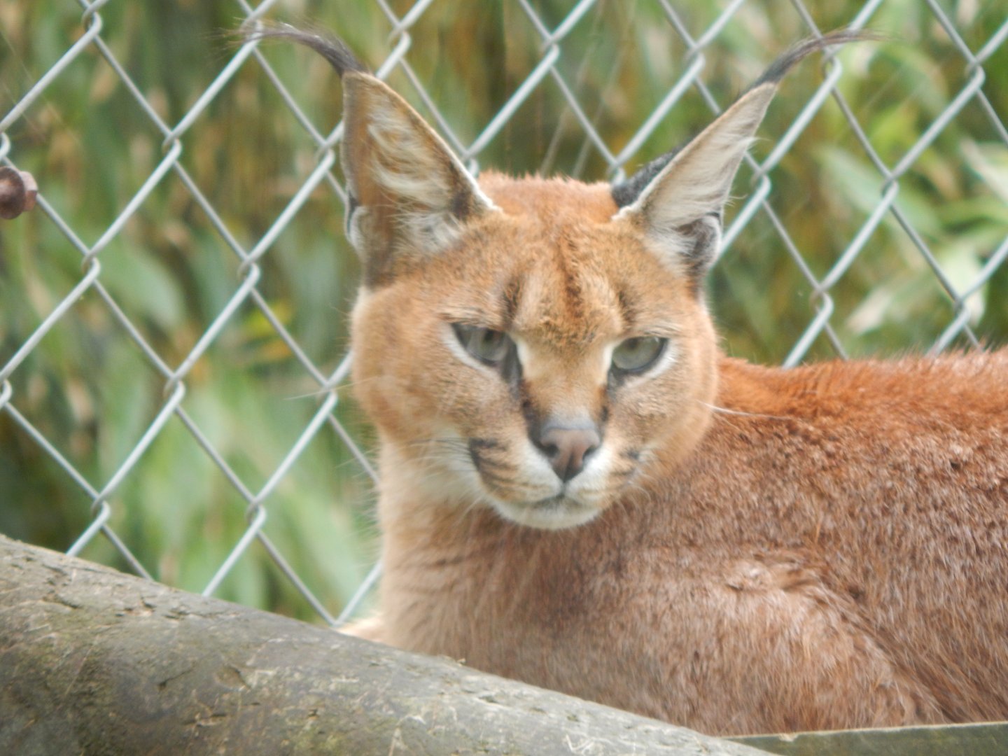 Caracal 050625