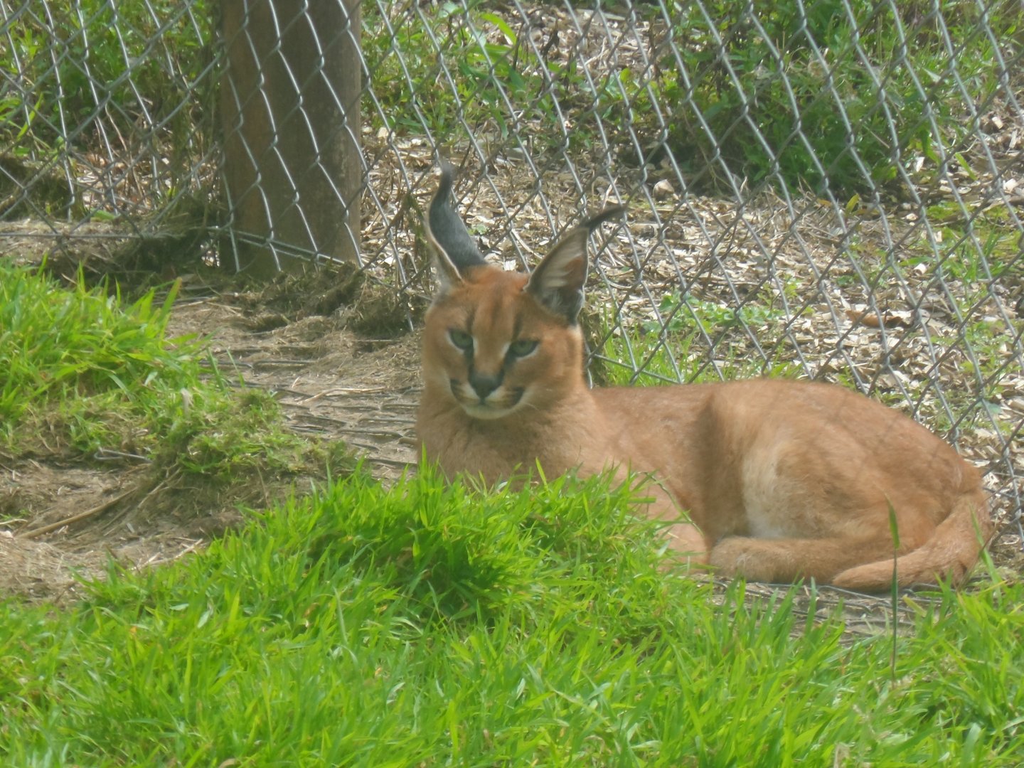 Caracal - 1/9/20