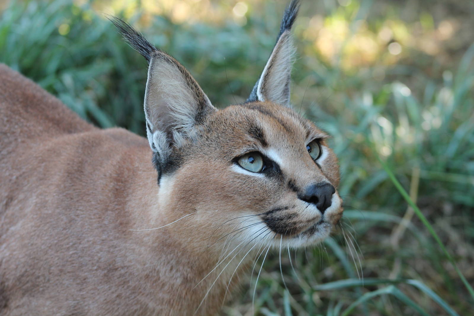 Caracal - 11th September 2016