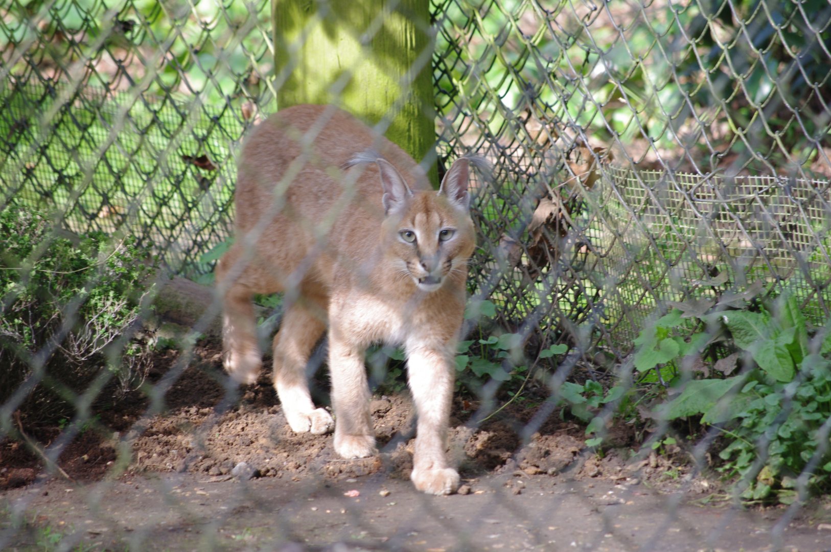 Caracal- 12/4/2024