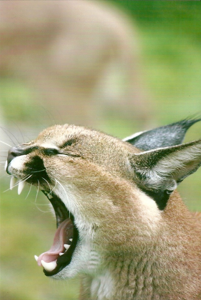 Caracal 12th September 2012