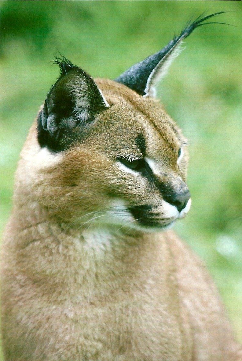 Caracal 12th September 2012