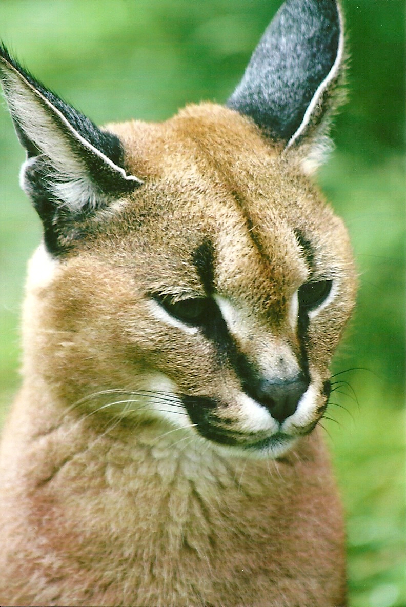 Caracal 12th September 2012