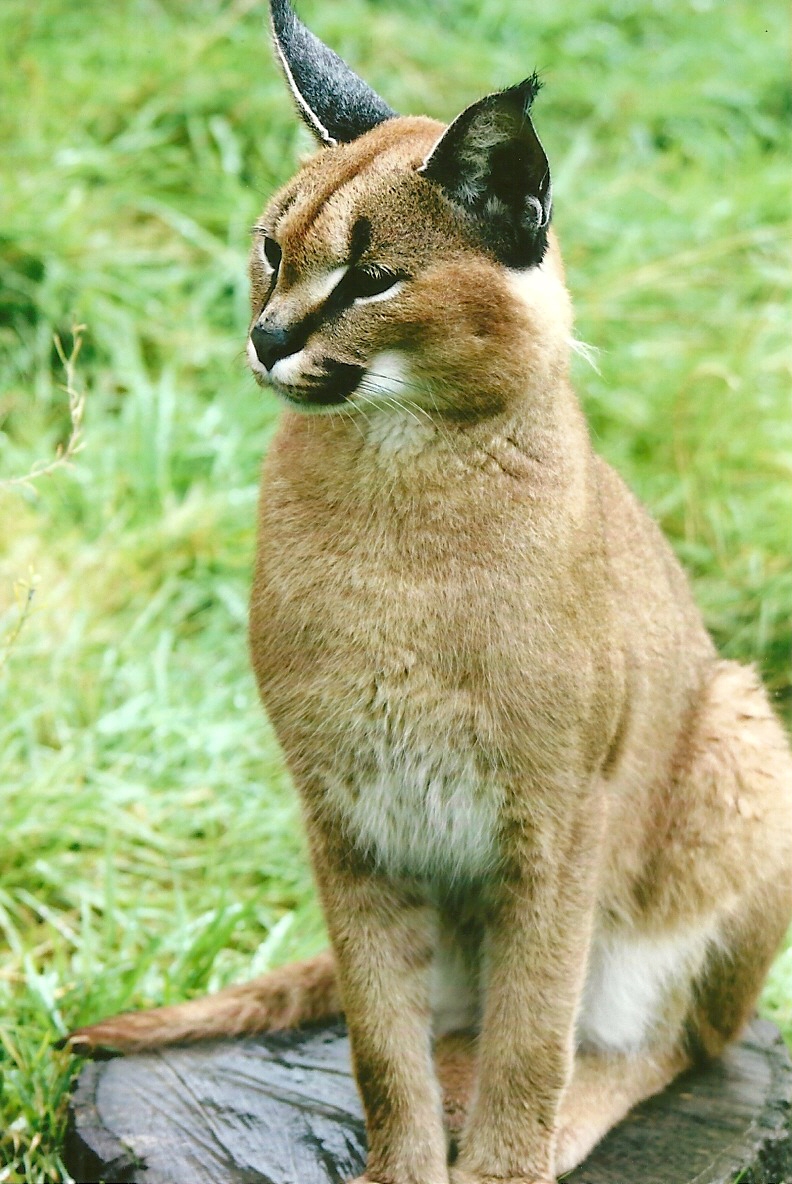 Caracal 12th September 2012