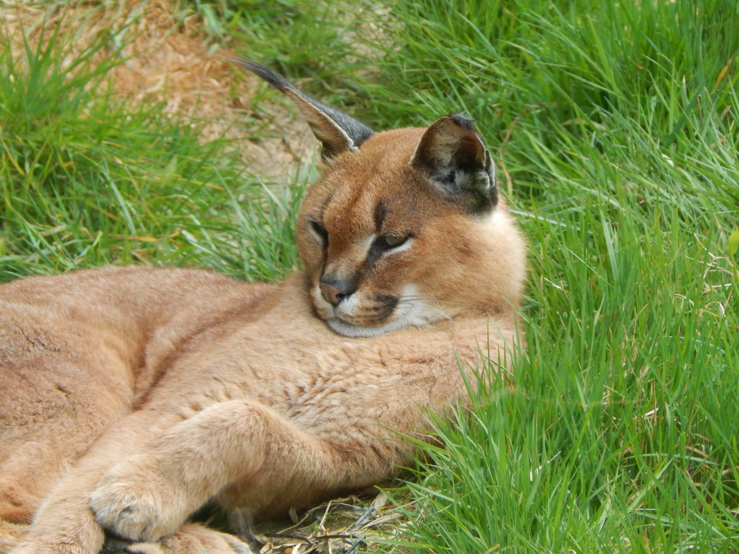 Caracal 140421